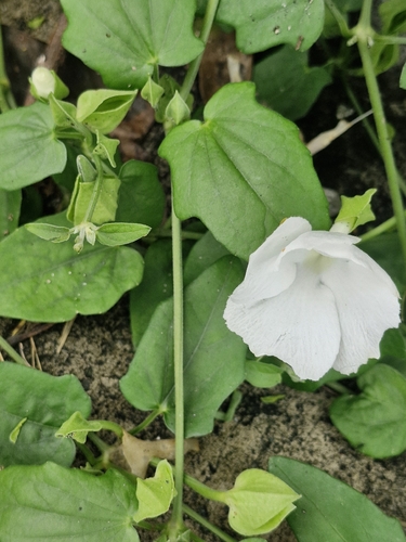 Thunbergia fragrans, photograph 3