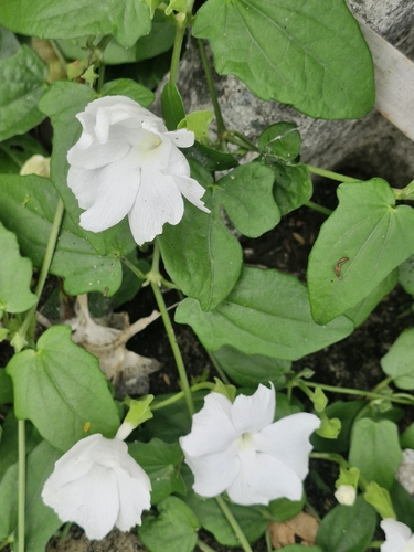 Thunbergia fragrans, photograph 4