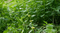 Lamium galeobdolon montanum