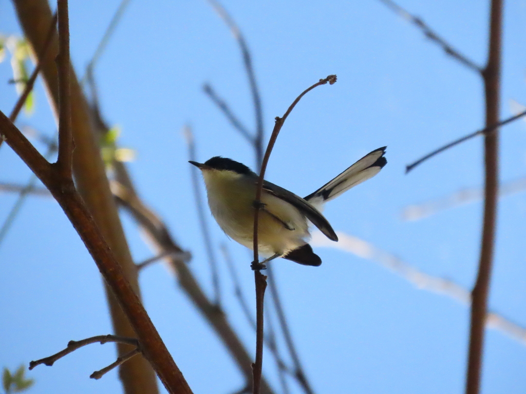 Tropical Gnatcatcher (atricapilla)