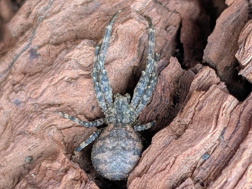 Isala spiralis