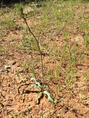 Chlorogalum grandiflorum