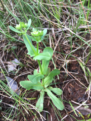 Valerianella radiata
