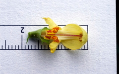 Lamium galeobdolon montanum