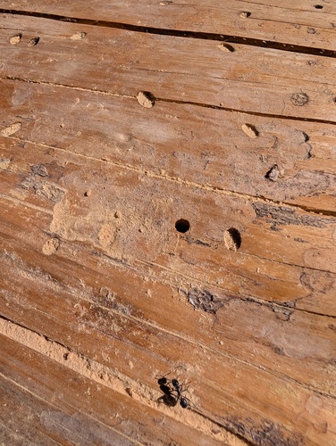 iNaturalist observation photo of Hairy Smooth Carpenter Ant