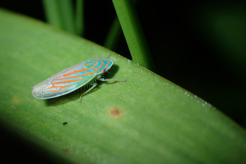 Linnavuoriella arcuata observed 2026-07-28