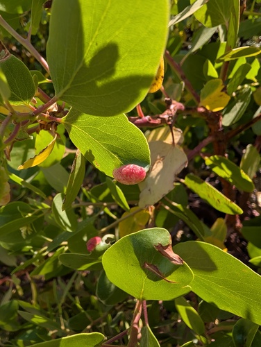 iNaturalist observation photo of Manzanita Leafgall Aphid