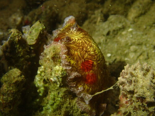 Platydoris cruenta observed 2025-11-07
