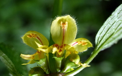 Lamium galeobdolon montanum