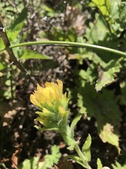 Castilleja wightii