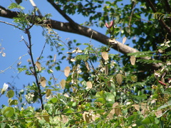 Schnella glabra, photograph Alexis López Hernández, CC BY, iNaturalist via GBIF