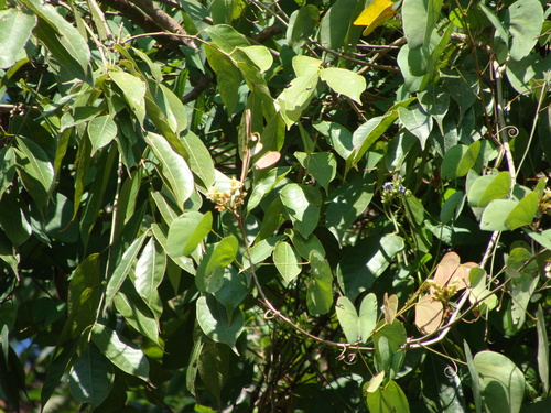 Schnella glabra, photograph 1