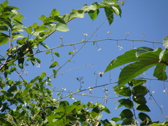 Schnella glabra, photograph Alexis López Hernández, CC BY, iNaturalist via GBIF