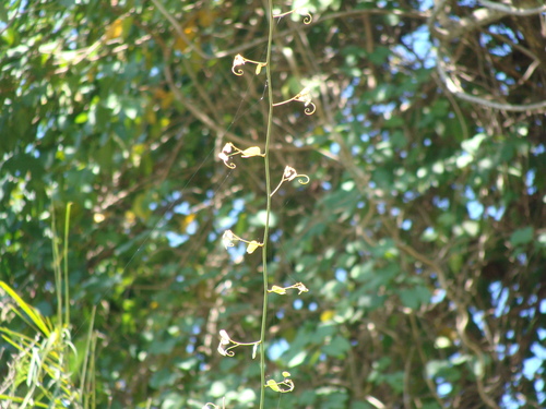 Schnella glabra, photograph 3
