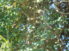 Schnella glabra, photograph Alexis López Hernández, CC BY, iNaturalist via GBIF