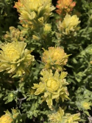 Castilleja wightii