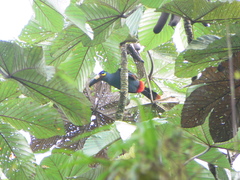 Andigena laminirostris