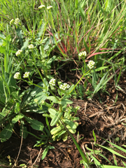 Valerianella radiata