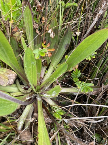 Plantago subnuda, photograph 2