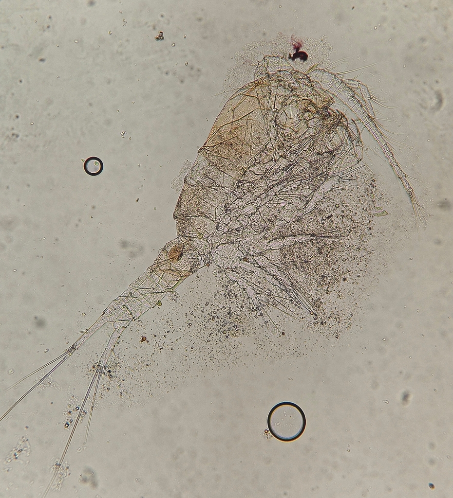 Diacyclops thomasi