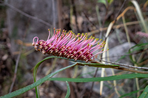 Grevillea aspleniifolia