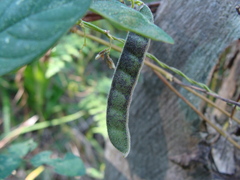Calopogonium mucunoides
