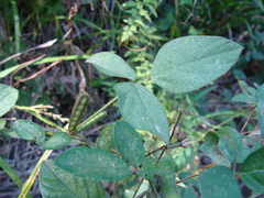 Calopogonium mucunoides, photograph (c) Alexis López Hernández, some rights reserved (CC BY)