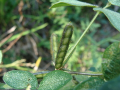 Calopogonium mucunoides, photograph (c) Alexis López Hernández, some rights reserved (CC BY)