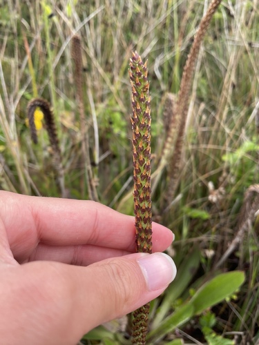Plantago subnuda, photograph 3
