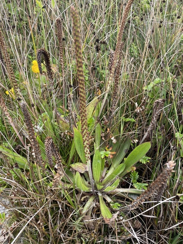 Plantago subnuda, photograph 1