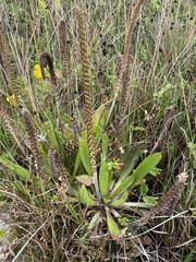 Plantago subnuda