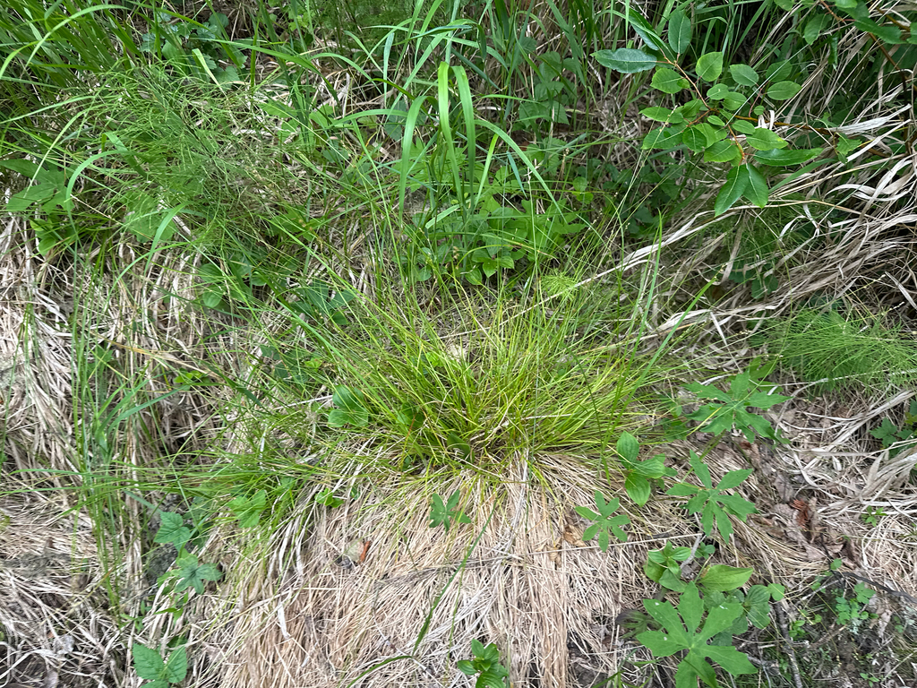 Carex brunnescens; photograph author not stated, no rights reserved