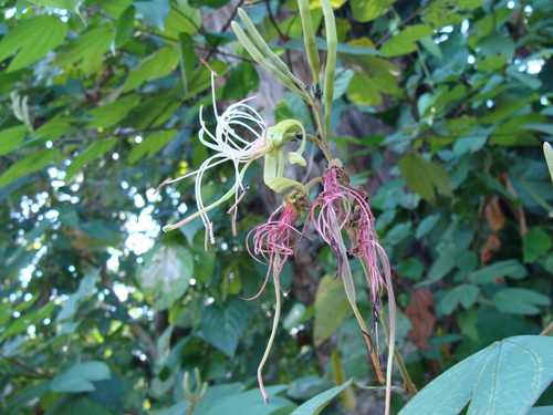 Bauhinia ungulata, photograph 6