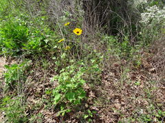 Helianthus debilis cucumerifolius