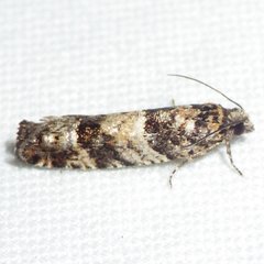 Pseudexentera maracana