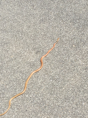 Masticophis flagellum piceus