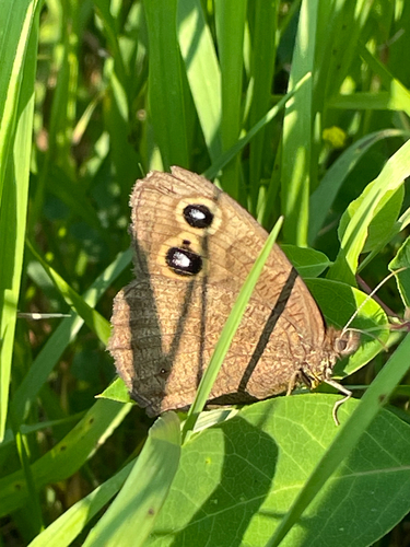 Common Wood-Nymph