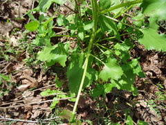 Helianthus debilis cucumerifolius