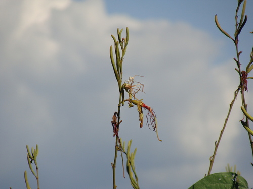 Bauhinia ungulata, photograph 2