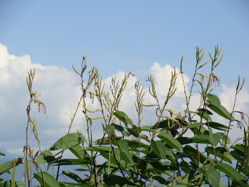 Bauhinia ungulata, photograph 5