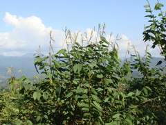 Bauhinia ungulata, photograph (c) Alexis López Hernández, some rights reserved (CC BY)