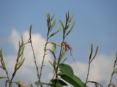 Bauhinia ungulata, photograph (c) Alexis López Hernández, some rights reserved (CC BY)