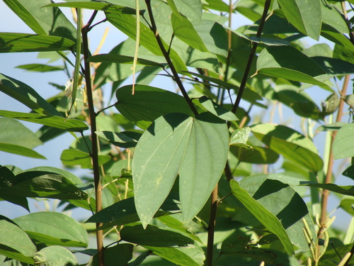 Bauhinia ungulata, photograph 3