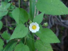 Herissantia crispa, photograph (c) Alexis López Hernández, some rights reserved (CC BY)