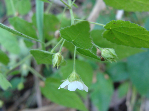 Herissantia crispa, photograph 6