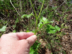 Helianthus debilis cucumerifolius