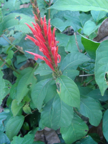 Aphelandra scabra, photograph 1