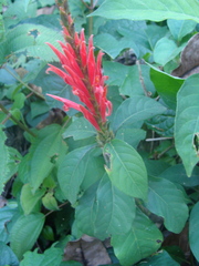 Aphelandra scabra, photograph (c) Alexis López Hernández, some rights reserved (CC BY)