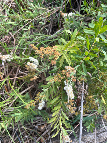 white meadowsweet