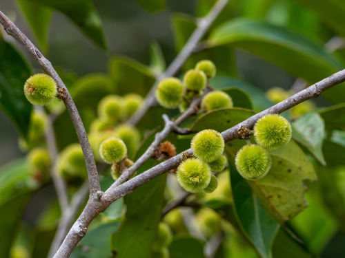 Chaetocarpus castanicarpus observed 2026-06-20
